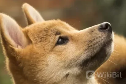 000狗狗币.png